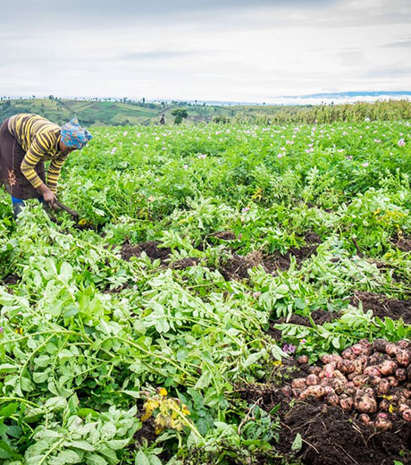 ECSA-HC-NCDs-Food-security.jpg